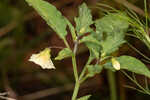 Cutleaf groundcherry